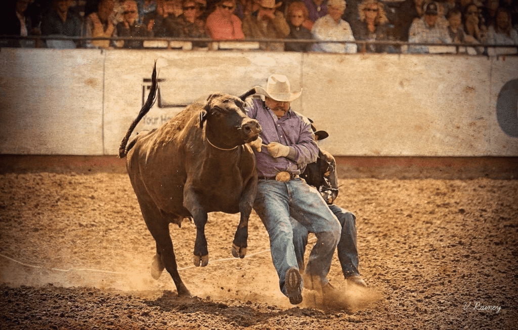 Western ranch competition photograph by Verne Rainey featuring steer wrestler in arena action