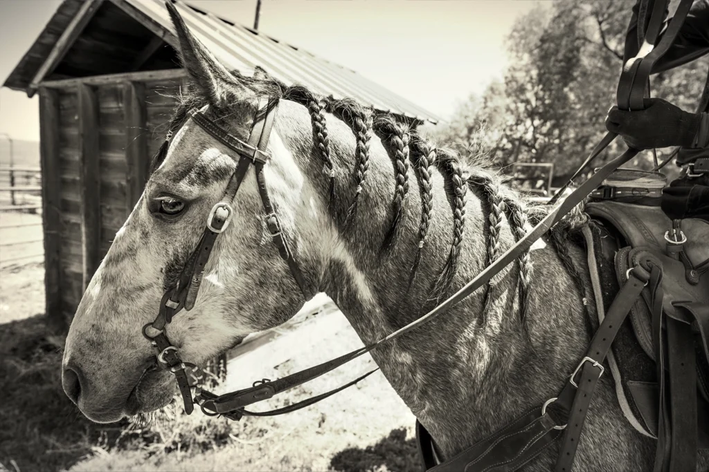 Black and white ranch life photograph by Verne Rainey featuring horses in open country